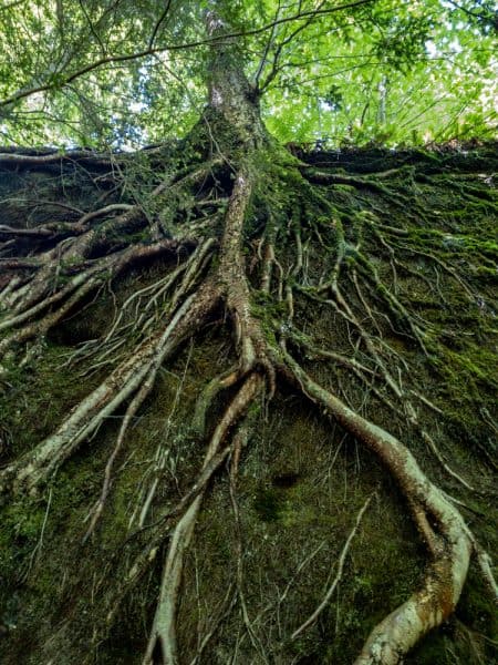 A tree clinging to the rocks at Panama Rocks in Chautauqua County, NY