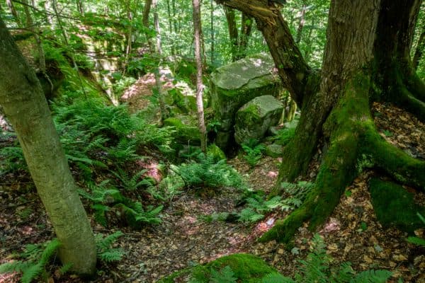 Panama Rocks in Chautauqua County, New York