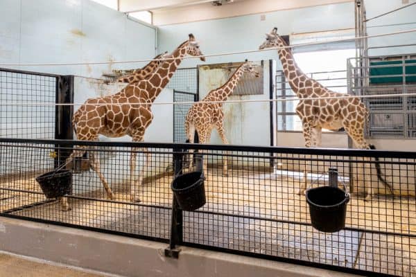 Giraffes at the Buffalo Zoo in western New York