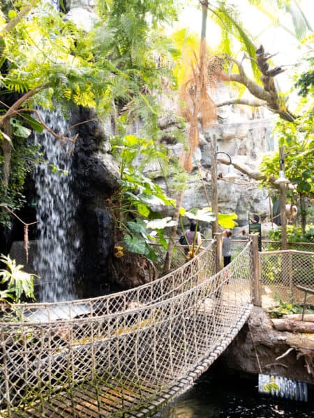 Rainforest Falls at the Buffalo Zoo in New York