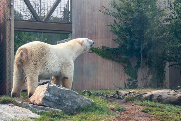 Polar bears at the Buffalo Zoo in Buffalo NY