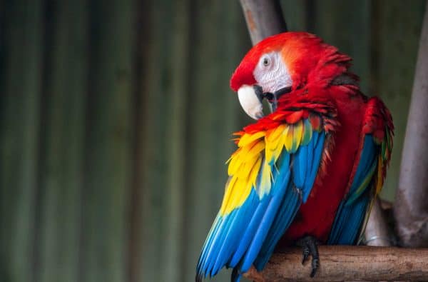 Parrot at the Buffalo Zoo in Buffalo New York