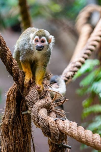 A monkey at the Buffalo Zoo in Upstate New York