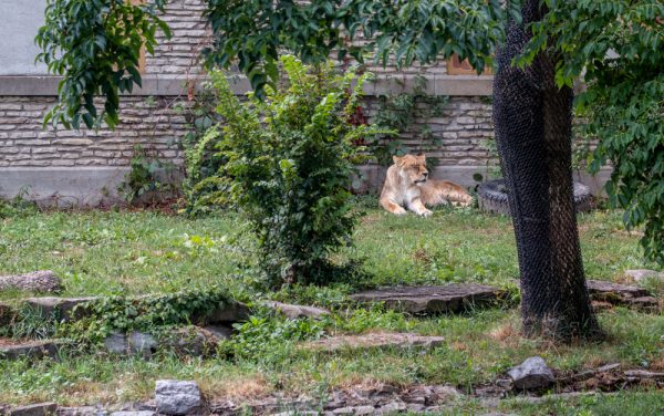 Lions at the Buffalo Zoological Park