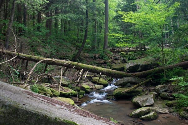 Stoddard Creek near Bridal Falls in Allegany State Park