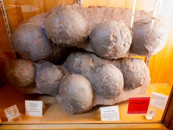 Fossilized dinosaur eggs at the Hicksville Gregory Museum in Hicksville New York