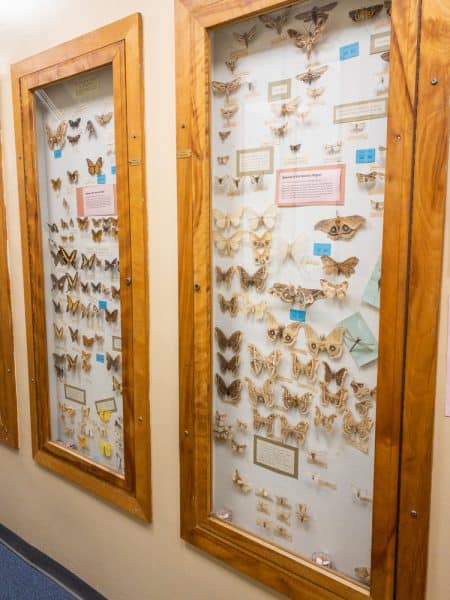 Butterflies on display at the Hicksville Gregory Museum in Hicksville New York