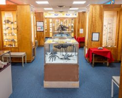 Uncovering Fossils and Gemstones at the Hicksville Gregory Museum
