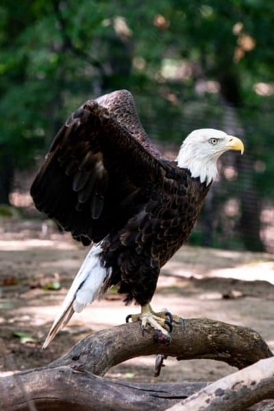 Bald eagle in the Seneca Park Zoo north of Rochester New York