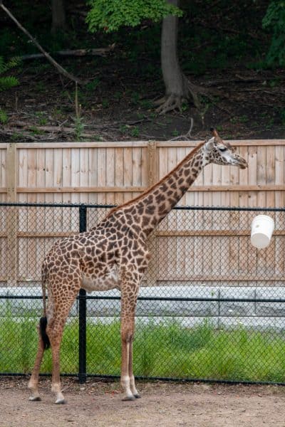 Giraffe at the Seneca Park Zoo