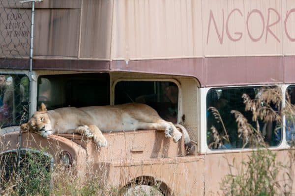 Lion resting on a bus at the Seneca Park Zoo in Rochester Ny