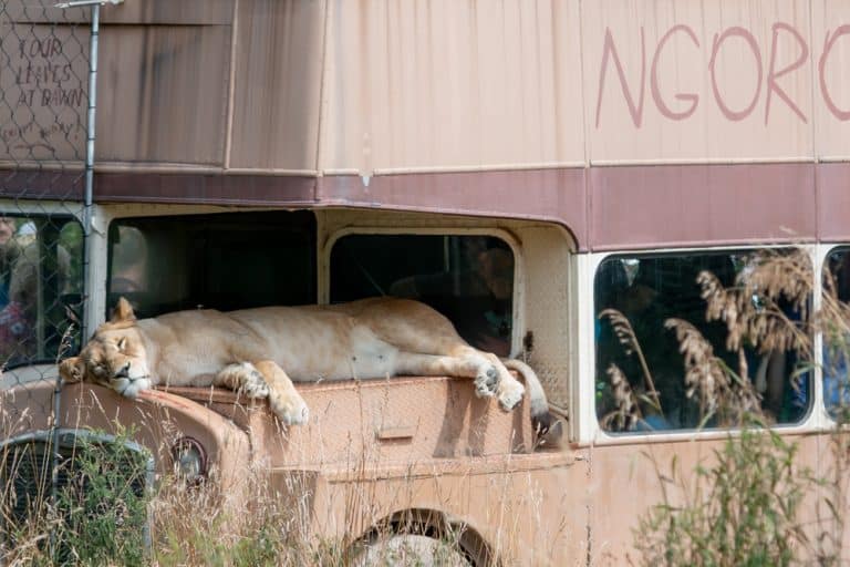 Visiting the Seneca Park Zoo in Rochester, NY Uncovering New York