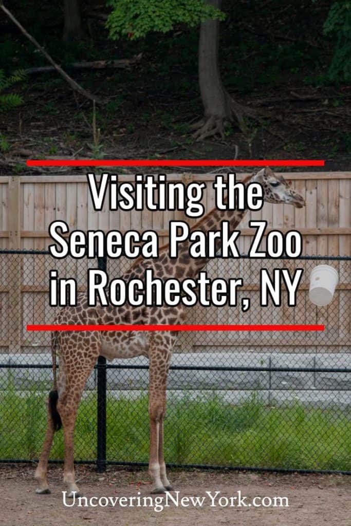 Visiting the Seneca Park Zoo in Rochester, NY Uncovering New York