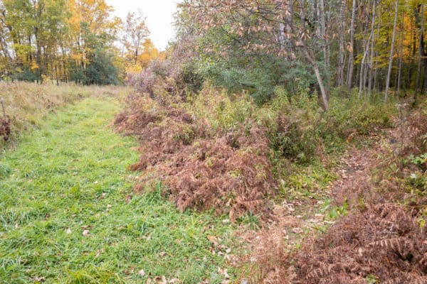 Trail to Hart's Falls in St Lawrence County NY