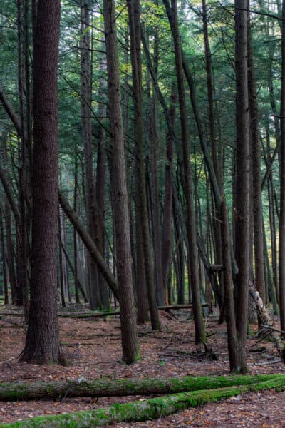 Trees in Ushers Road State Forest in Clifton Park New York