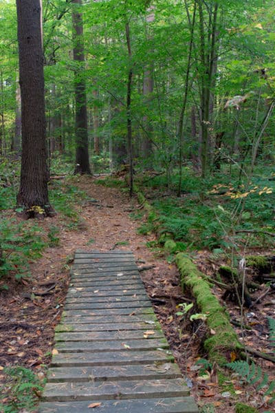 Boardwalk in Ushers Road State Forest in Saratoga County NY