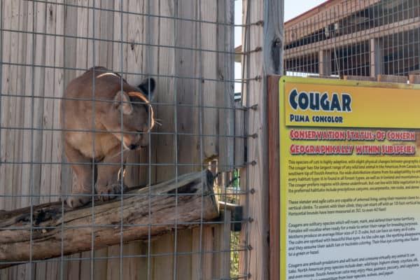 A cougar at Animal Adventure Park near Binghamton NY