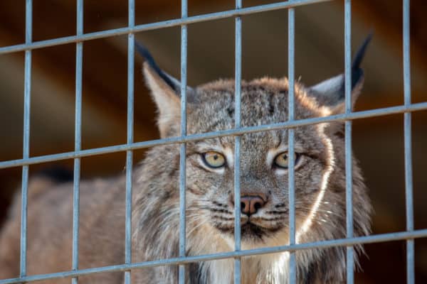 A lynx at Animal Adventure Park near Binghamton New York