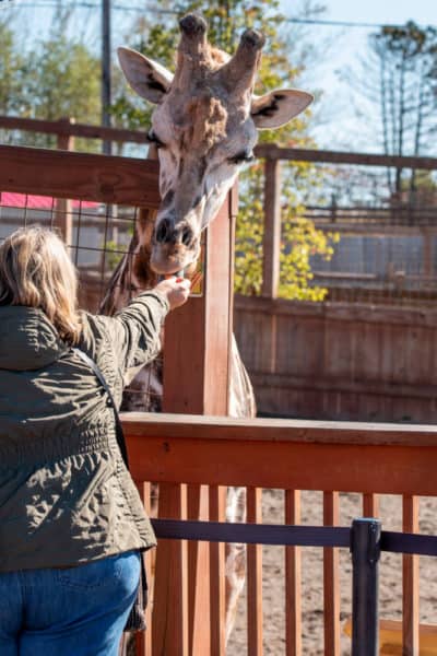 Feeding a giraffe at Animal Adventure Park in Broome County NY