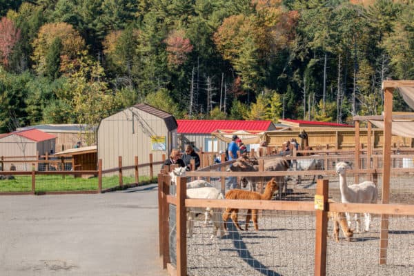 The enclosures at Animal Adventure Park in Harpursville New York