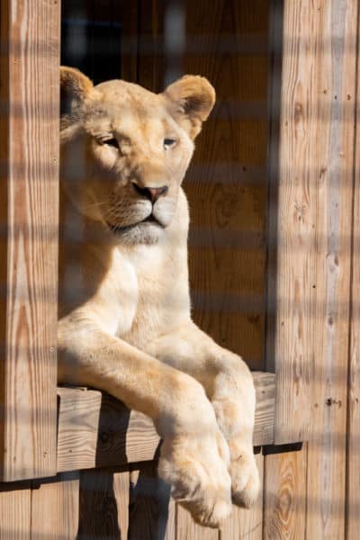 A lion at Animal Adventure Park in Central New York