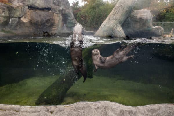 River otters playing in the water water at New York State Zoo in the Thousand Islands