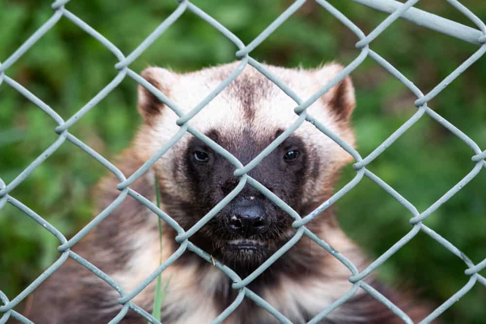 Visiting Zoo New York at Thompson Park in Watertown Uncovering New York