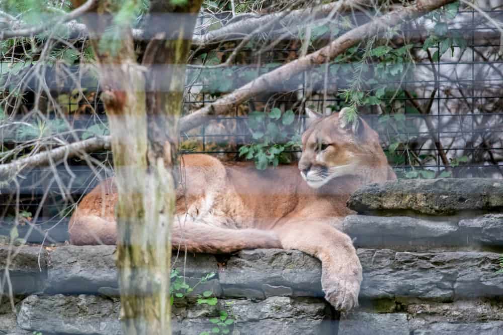 Visiting Zoo New York at Thompson Park in Watertown - Uncovering New York