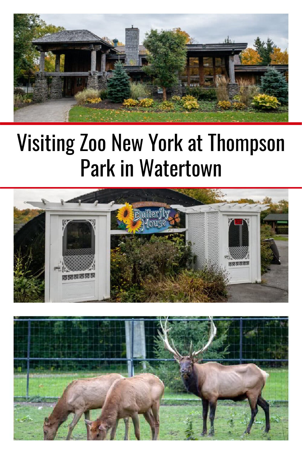 Visiting Zoo New York at Thompson Park in Watertown Uncovering New York