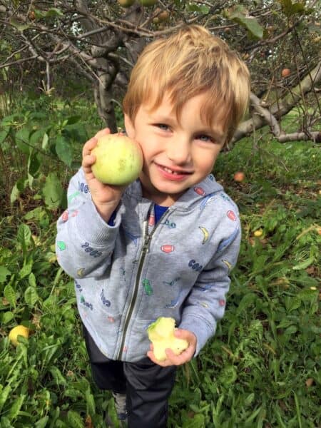 Apple Picking in New York in October