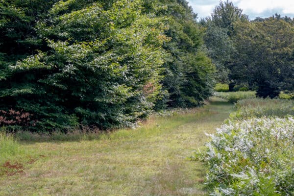 Trail through Griffis Sculpture Park in Cattaraugus County New York