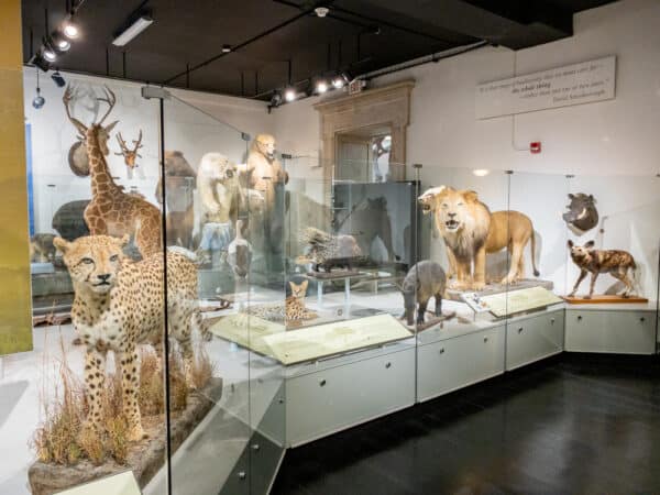 Taxidermied animals at the Buffalo Museum of Science.