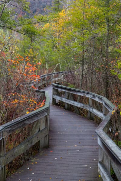 Boardwalk trail at Labrador Hollow Unique Area in Onondaga County New York