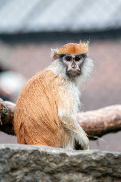 Monkey at the Rosamond Gifford Zoo in Onondaga County New York