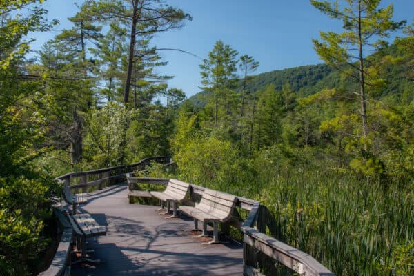 The wetland along the Labrador Hollow Boardwalk in the Finger Lakes