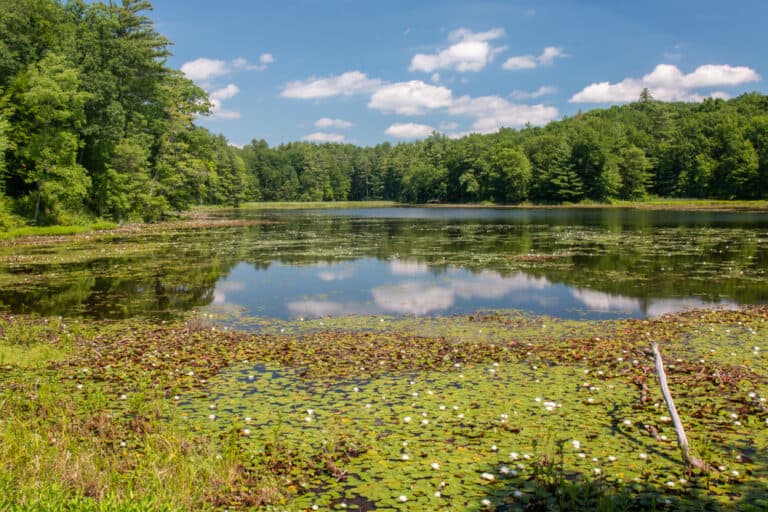 Hiking the Lily Lake Trail in Chenango Valley State Park Near