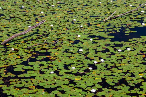 Lily pads in Chenango Valley State Park in Broome County New York