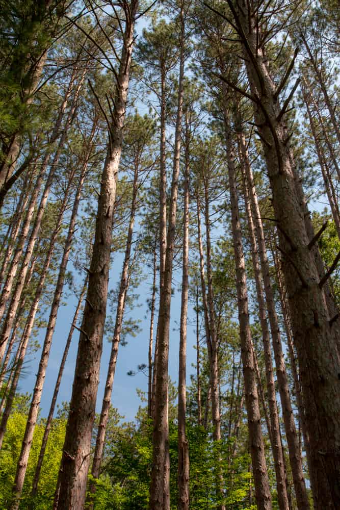 Hiking the Lily Lake Trail in Chenango Valley State Park Near