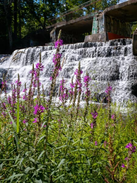 Wild flowers in front of Papermill falls in Avon New York