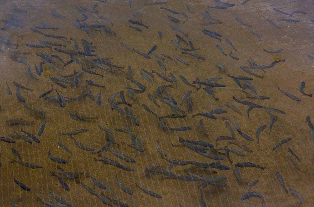 Visiting the Powder Mills Fish Hatchery near Rochester Uncovering New