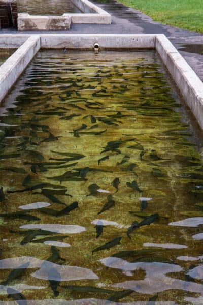 Brown trout at the Powder Mills Fish Hatchery in Monroe County New York