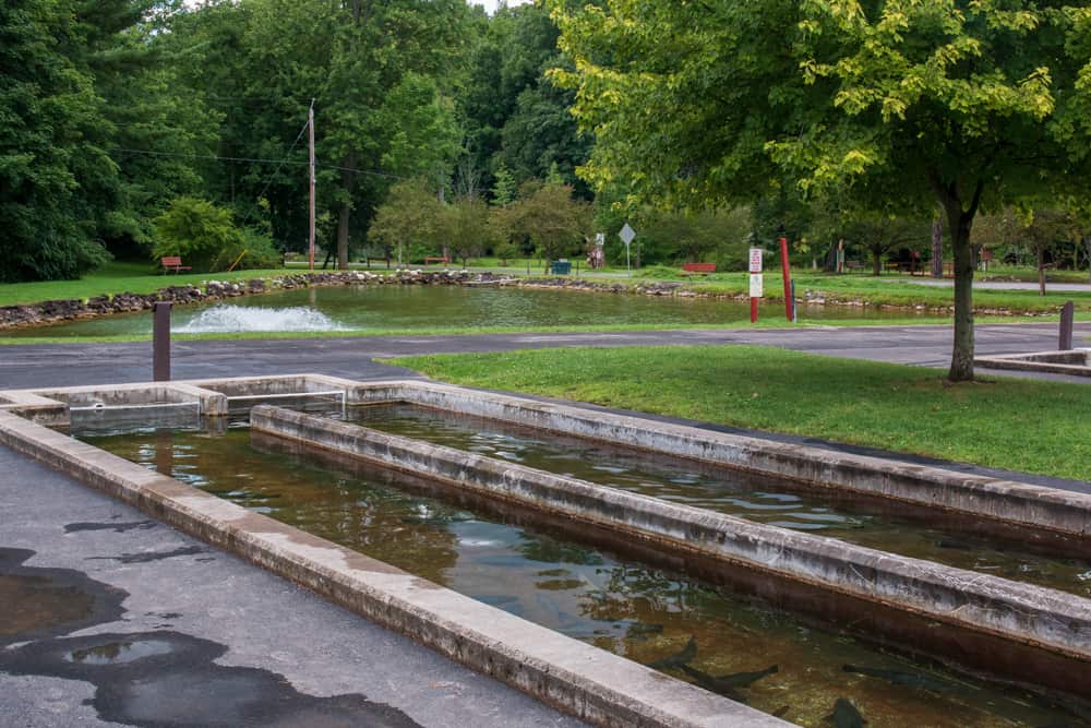 Visiting the Powder Mills Fish Hatchery near Rochester Uncovering New
