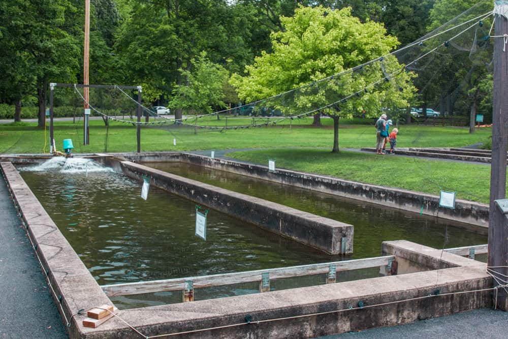 Visiting the Powder Mills Fish Hatchery near Rochester Uncovering New York