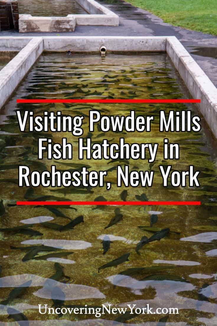 Visiting the Powder Mills Fish Hatchery near Rochester Uncovering New