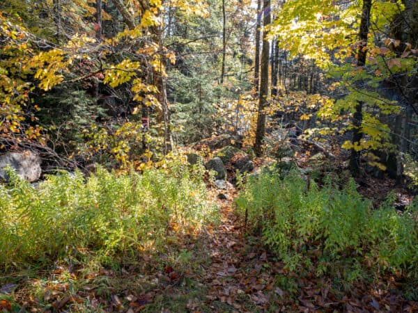 Trail to Whiskey Brook Falls in Speculator New York