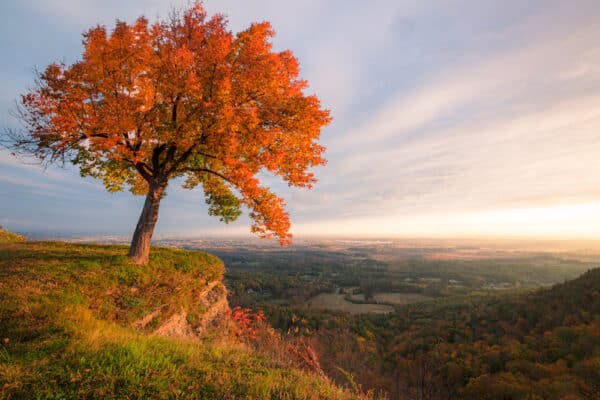Sunrise over a tree at the overlook at John Boyd Thacher State Park near Albany New York