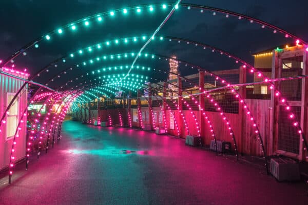 Pink and teal light tunnel at Jungle Bells at Animal Adventure Park in Central New York
