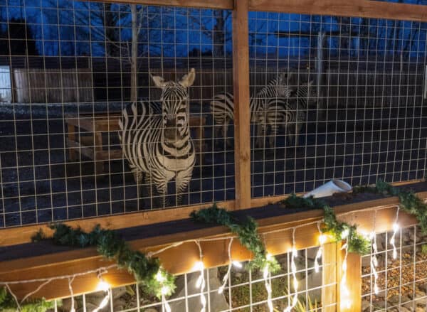 Zebras by Christmas lights at Animal Adventure Park in Binghamton New York