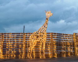 Experiencing the Festive Jungle Bells Holiday Lights Display at Animal Adventure Park Near Binghamton