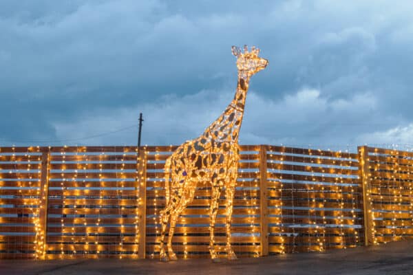 Giraffe statue at Jungle Bells Holiday Lights at Animal Adventure Park in Binghamton New York